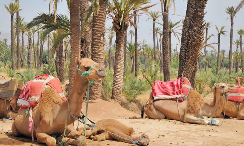 Oujdani Marrakech Tours