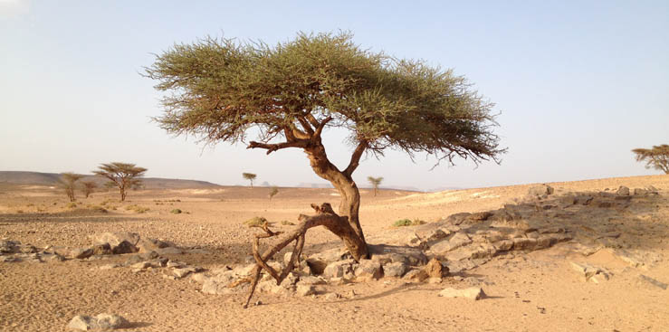 sahara aventures SARL