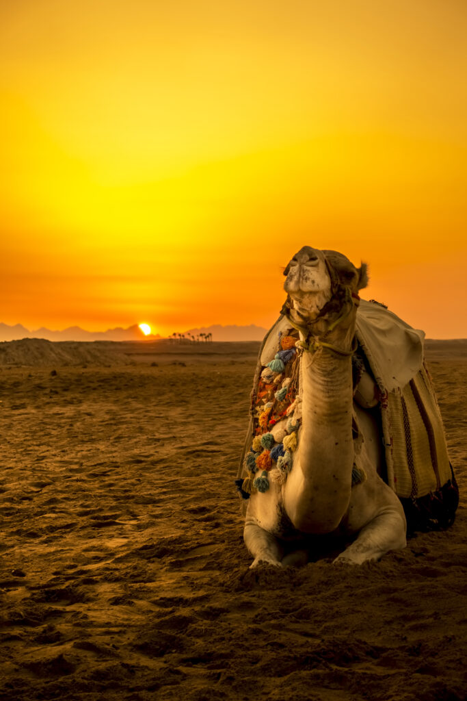 Aisha Morocco Tours